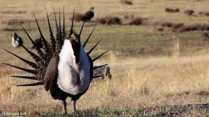 sage grouse