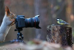red squirrel stands behind the camera while a blue tit bird ac a 30 1449508510966