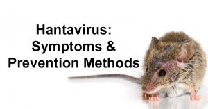 hantavirus FI