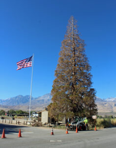 The Roosevelt Tree Big Pine CA 9 28 2020