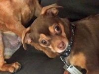 Lost Chihuahua 11 10 2020 2 1