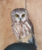 Northern Saw whet Owl has undergone two baths to clean his feathers from willow sap. Large