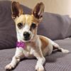 ICARE animals for adoption - chihuahua