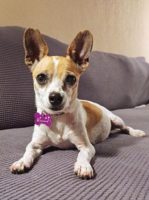 ICARE animals for adoption chihuahua