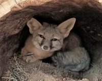 Kit fox at Wild Care Center