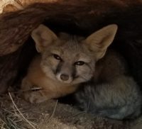 kit fox rescue burrow small