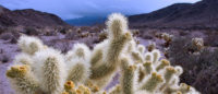 DRECP cactus desert