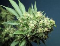 marijuana bud plant