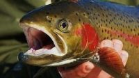 trout in hand