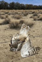 wildcare rescue owl caught on barbed wire