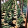 Illegal cannabis grow Charleston View