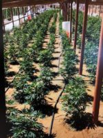 Illegal cannabis grow Charleston View
