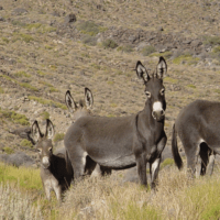 wild burros in Death Valley