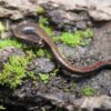 relictual slender salamander_noah morales