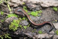 relictual slender salamander noah morales 1