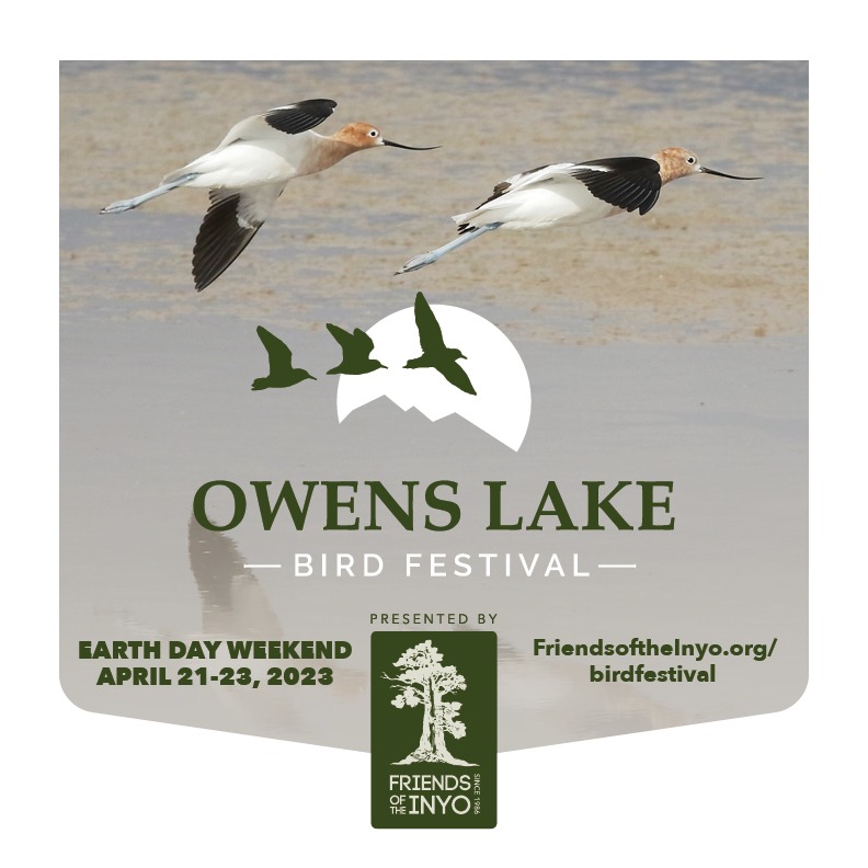 Friends of the Inyo’s Owens Lake Bird Festival Returns April 21 -23 ...