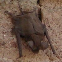 Death Valley Bat 2023